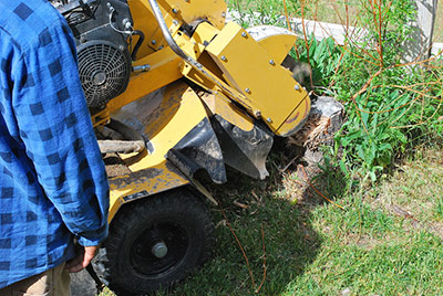 Clear Cut Tree Stump Grinding